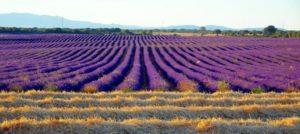 lavanda